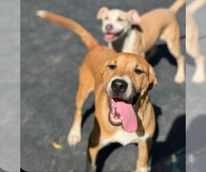 American Pit Bull Terrier-Unknown Mix Dogs for adoption in Jackson, MS, USA