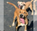 Coco - Female American Pit Bull Terrier-Unknown Mix Dog for Adoption - Small photo
