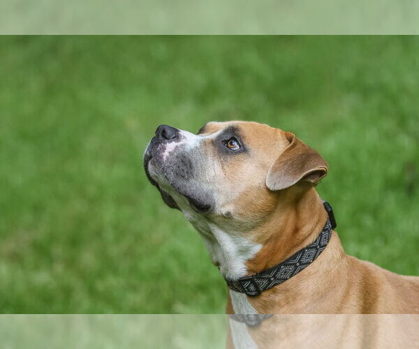 Medium Photo #6 Mutt Puppy For Sale in  Gainesville, FL, USA