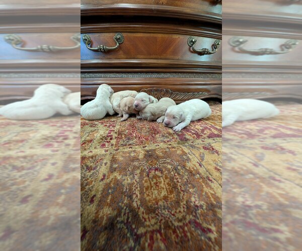 Medium Photo #4 English Cream Golden Retriever Puppy For Sale in ELVERTA, CA, USA