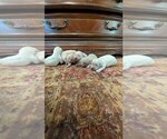 Small #3 English Cream Golden Retriever