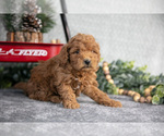 Small #1 Goldendoodle (Miniature)
