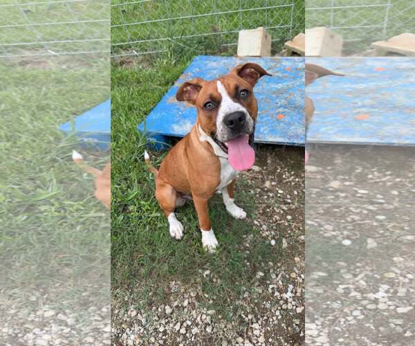 Medium Photo #1 Boxer-Unknown Mix Puppy For Sale in Calhoun, GA, USA
