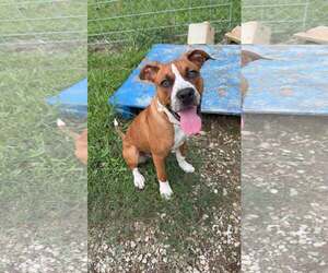 Boxer-Unknown Mix Dogs for adoption in Calhoun, GA, USA