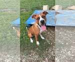 Small Boxer Mix