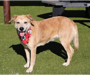 Mutt Dogs for adoption in Rockaway, NJ, USA