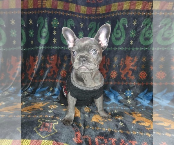 Medium Photo #13 French Bulldog Puppy For Sale in GRAND FORKS, ND, USA