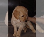 Small Photo #10 Golden Retriever Puppy For Sale in MERIDIAN, MS, USA