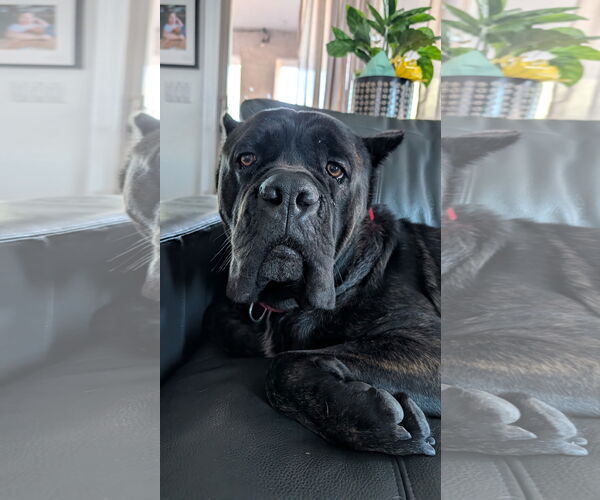 Medium Photo #4 Mutt Puppy For Sale in Goodyear, AZ, USA