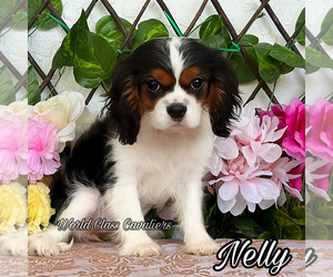 Cavalier King Charles Spaniel Puppy for sale in MIAMI, FL, USA