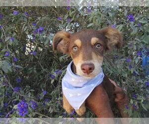 Australian Terrier-Unknown Mix Dogs for adoption in San Diego, CA, USA