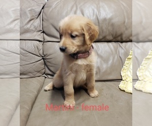 Golden Retriever Puppy for sale in SIOUX CENTER, IA, USA