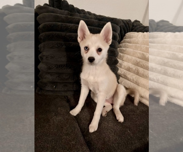 Medium Photo #229 Pomsky Puppy For Sale in LOVELAND, CO, USA