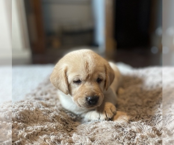 Medium Photo #10 Labrador Retriever Puppy For Sale in DIMOCK, SD, USA
