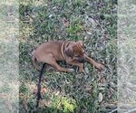 Small Photo #10 Rhodesian Ridgeback Puppy For Sale in TAMPA, FL, USA