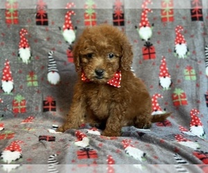 Goldendoodle (Miniature) Puppy for Sale in LAKELAND, Florida USA