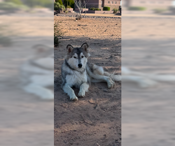 Medium Photo #2 Siberian Husky Puppy For Sale in Chandler, AZ, USA