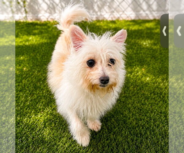 Medium Photo #3 Fox Terrier (Toy)-Unknown Mix Puppy For Sale in Canton, CT, USA