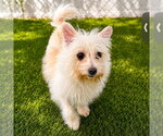 Small #2 Fox Terrier (Toy) Mix