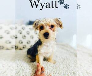 Morkie Puppy for sale in ALGOOD, TN, USA