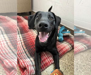 Labrador Retriever-Unknown Mix Dogs for adoption in San Diego, CA, USA