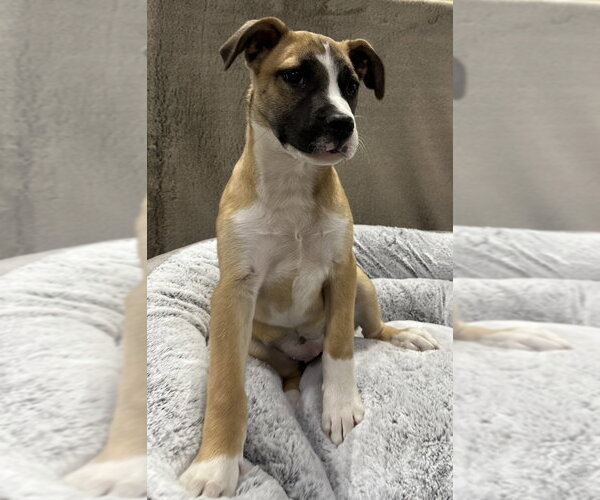 Medium Photo #13 German Shepherd Dog-Unknown Mix Puppy For Sale in Lakewood, CO, USA