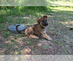 Small Photo #7 German Shepherd Dog Puppy For Sale in LAKELAND, FL, USA