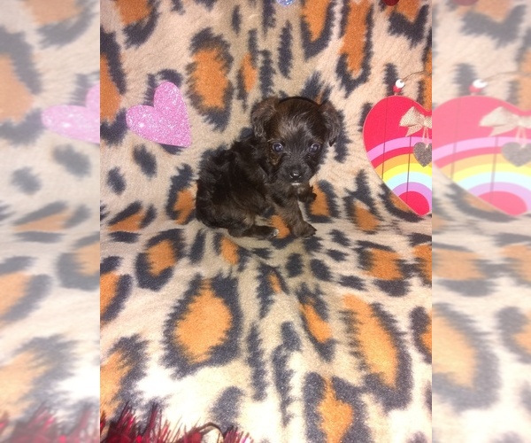 Medium Photo #2 Poodle (Toy) Puppy For Sale in LAPEER, MI, USA