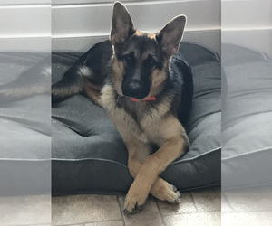 German Shepherd Dog-Unknown Mix Puppy for sale in DANVILLE, VT, USA