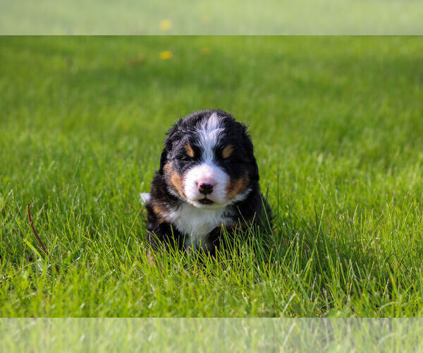 Medium Photo #8 Bernese Mountain Dog Puppy For Sale in AMANA, IA, USA