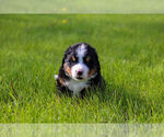 Small #7 Bernese Mountain Dog