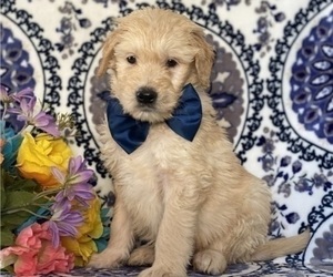 Goldendoodle Puppy for sale in LANCASTER, PA, USA