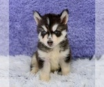 Small #1 Siberian Husky