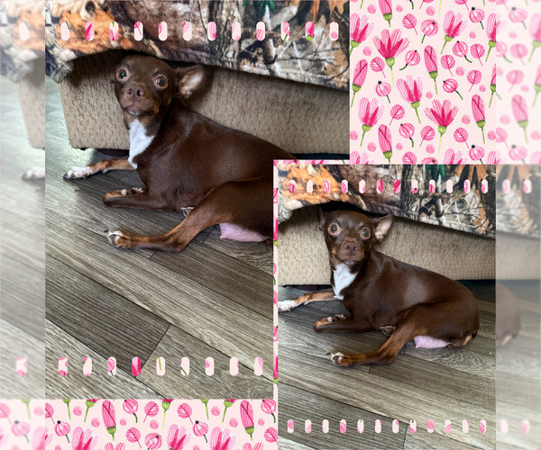 Medium Photo #7 Chihuahua Puppy For Sale in FAYETTEVILLE, NC, USA