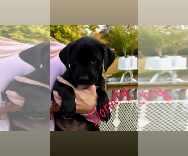 Medium Photo #1 Mutt Puppy For Sale in Shillington, PA, USA
