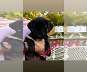 Mutt Dogs for adoption in Shillington, PA, USA