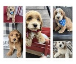 Small Photo #1 Cock-A-Poo Puppy For Sale in RICHMOND, IL, USA