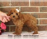 Small #2 Cockapoo (Miniature)