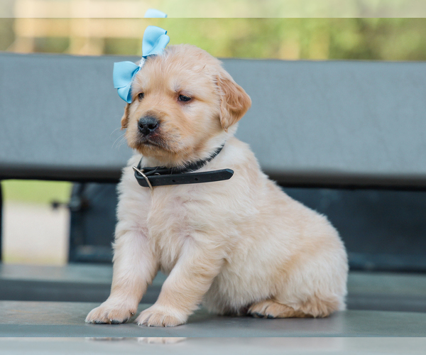 Medium Photo #2 Golden Retriever Puppy For Sale in LIBERTY, KY, USA