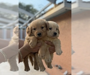 Golden Retriever Puppy for Sale in TAMPA, Florida USA