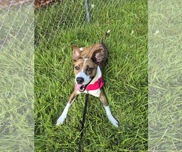 Medium Photo #1 Mutt Puppy For Sale in Shelburne, VT, USA