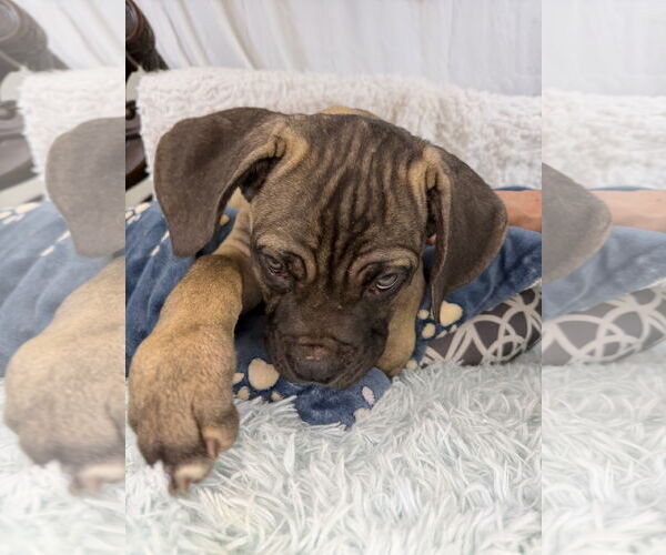 Medium Photo #3 Mutt Puppy For Sale in Goodyear, AZ, USA