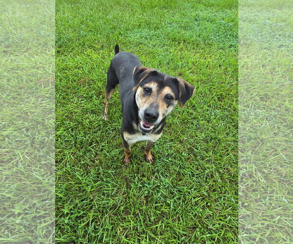 Medium Photo #4 Rottweiler-Unknown Mix Puppy For Sale in Rockaway, NJ, USA