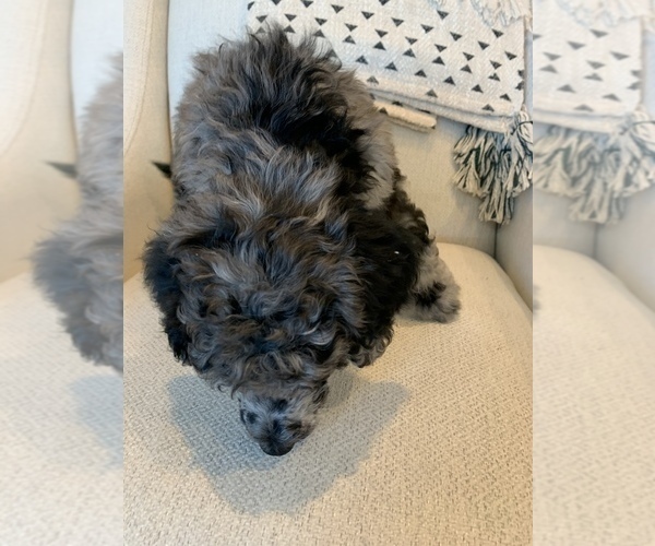 Medium Photo #5 Poodle (Standard) Puppy For Sale in SANDY, UT, USA
