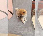 Small Photo #11 Shiba Inu Puppy For Sale in WELLINGTON, FL, USA