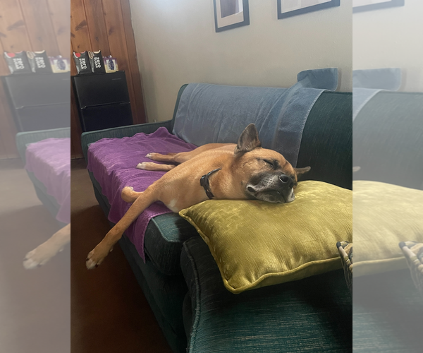 Medium Photo #7 German Shepherd Dog-Unknown Mix Puppy For Sale in Chandler, AZ, USA