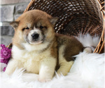 Small Photo #3 Shiba Inu Puppy For Sale in NAPPANEE, IN, USA