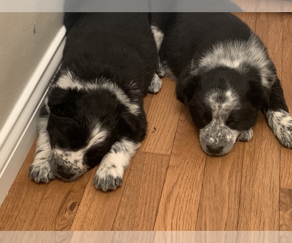 Medium Photo #8 Australian Cattle Dog-Border Collie Mix Puppy For Sale in ODIN, IL, USA