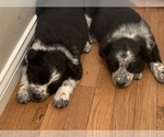 Small Photo #8 Australian Cattle Dog-Border Collie Mix Puppy For Sale in ODIN, IL, USA