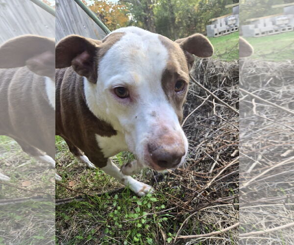 Medium Photo #2 Mutt Puppy For Sale in Jackson, MS, USA